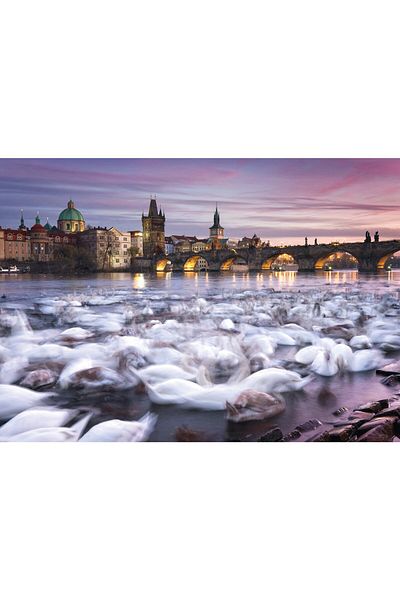 Schmidt Puzzle Schmidt - Prague - Swans, 1000 pieces