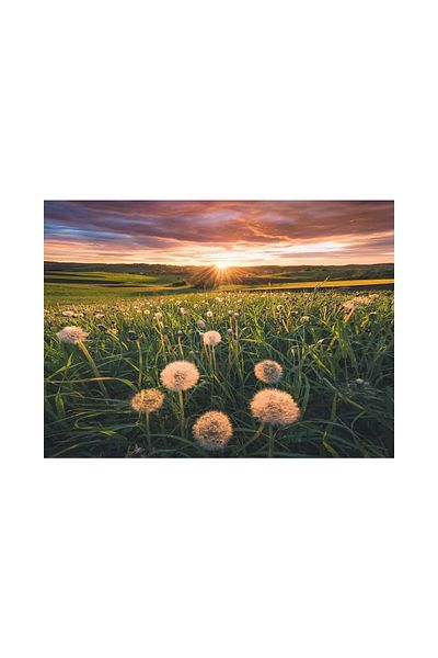 RAVENSBURGER Puzzle 500 pieces Ravensburger - Dandelions at Sunset