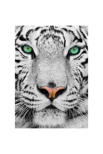 Enjoy Puzzle 1000 pieces Enjoy - White Siberian Tiger