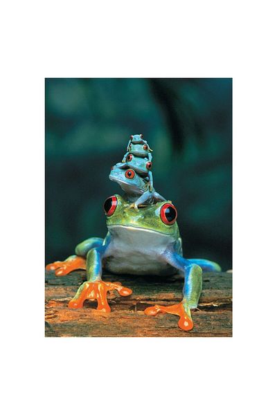 Eurographics Eurographics puzzle - Red-Eyed Tree Frog, 1000 pieces
