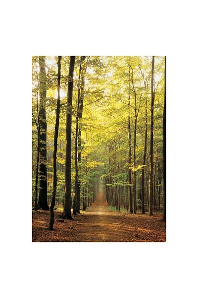 Eurographics Puzzle Eurographics - Forest Path, 1000 pieces