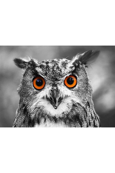 Enjoy Puzzle 1000 pieces Enjoy - Curious Owl
