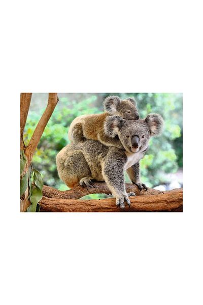 RAVENSBURGER Ravensburger Puzzle - Koala, 200 pieces