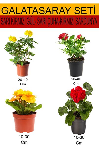 Bitkim Sende 4'Lü Takım Seti Sarı-Kırmızı Gül+Sarı Çuha+ Kırmızı Sardunya Çiçeği