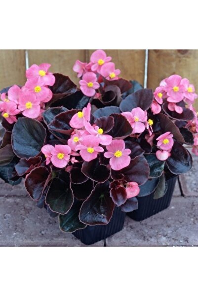 Mimoza Şeker Begonya Küçük Hanım 3'lü Set Karışık Renk Beyaz Kırmızı Pembe