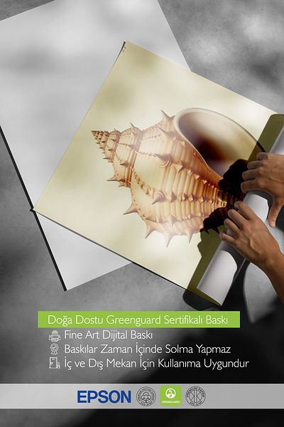 Postifull Frameless Wall Poster, Seashell, Illustration, Brown Color Poster, 2025 Summer Selection, No:1