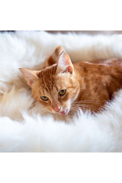 LUXUSKIN Pet cloud - ivory
