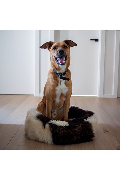 LUXUSKIN Pet cloud - multihued