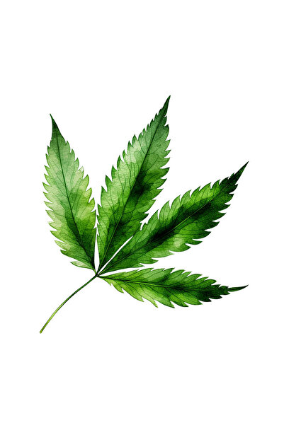 INOVATIX Set de 8 piese, autocolant frunză de canabis cu patru frunze, INOVAT...