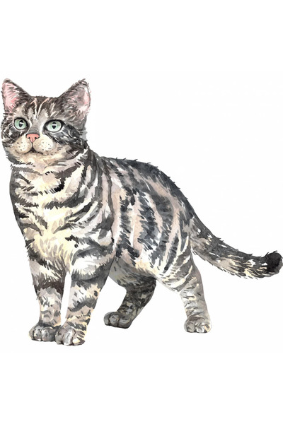 INOVATIX Σετ 8 τεμαχίων, Αυτοκόλλητο Όμορφη γάτα τιγρέ, INOVATIX®. 6 εκ.