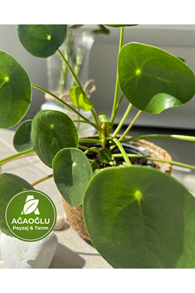 Ağaoğlu Pilea Peperomioides – Çin Para Çiçeği – Kolay Bakımlı Dekoratif Salon Bitkisi