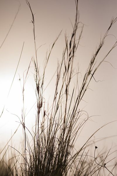 Harikabirev ΥΠΕΡΑΣΤΗ | ΦΥΤΙΚΟ ΜΟΝΤΕΛΟ ΗΜΕΡΑΣ (GRASS) | ΤΡΑΠΕΖΙ ΚΑΘΕΤΟ ΜΟΝΟ ΜΕ ΠΛΑΙΣΙΟ ΘΕΡΜΑΝΤΗΜΕΝΟ ΓΥΑΛΙ