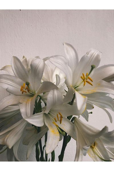 Harikabirev ΥΠΕΡΑΣΤΗ | ΜΟΝΤΕΛΟ ΛΕΥΚΟΥ ΣΥΝΤΟΜΟΥ (LILIUM CANDIDUM) | ΤΡΑΠΕΖΙ ΚΑΘΕΤΟ ΜΟΝΟ ΜΕ ΠΛΑΙΣΙΟ ΘΕΡΜΑΝΤΗΜΕΝΟ ΓΥΑΛΙ