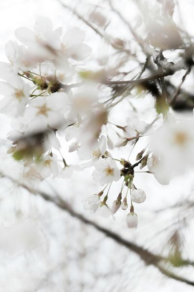 Harikabirev ΥΠΕΡΑΣΤΗ | ΛΕΥΚΟ ΛΟΥΛΟΥΔΙ ΜΟΝΤΕΛΟ DALI (FLORA) | ΤΡΑΠΕΖΙ ΚΑΘΕΤΟ ΜΟΝΟ ΜΕ ΠΛΑΙΣΙΟ ΘΕΡΜΑΝΤΗΜΕΝΟ ΓΥΑΛΙ