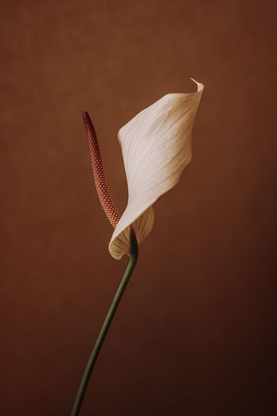 Harikabirev ΥΠΕΡΑΣΤΗ | ΡΕΤΡΟ ΜΟΝΤΕΛΟ “ARUM LILY” 01 | ΤΡΑΠΕΖΙ ΚΑΘΕΤΟ ΜΟΝΟ ΜΕ ΠΛΑΙΣΙΟ ΘΕΡΜΑΝΤΗΜΕΝΟ ΓΥΑΛΙ