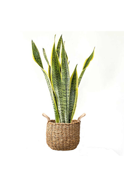 Fidanburada Paşa Kılıcı (Sansevieria Laurentii) Basic Hasır Saksılı