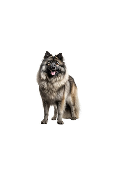 INOVATIX Set de 8 bucăți, autocolant Keeshond, INOVATIX®. 6 cm