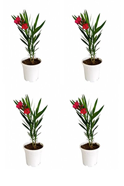 VastPlant 4’lü Kırmızı Zakkum Bitkisi 30-40 Cm