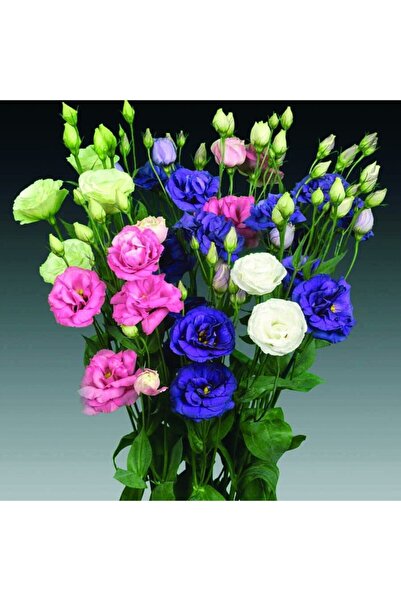 AnamurNaturel Katmerli Karışık Renkli Lisianthus Çiçeği Fidesi (5 Adet)