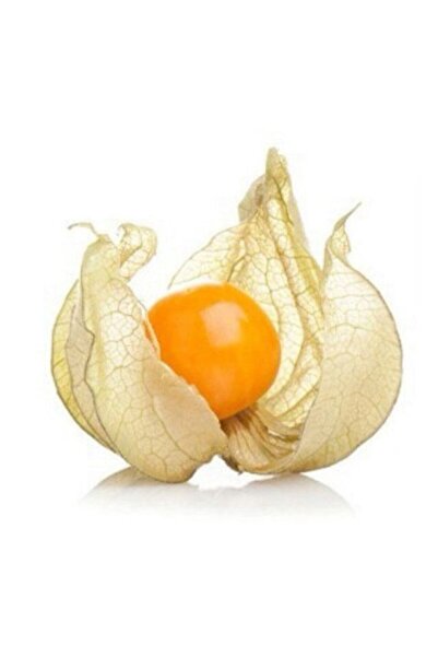 AnamurNaturel Yer Kirazı (physalis) Altın Çilek Fidesi (2 Adet)