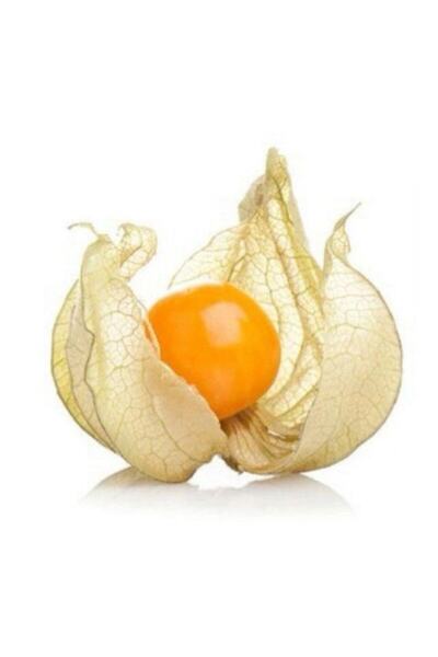 AnamurNaturel Yer Kirazı (physalis) Altın Çilek Fidesi (10 Adet)