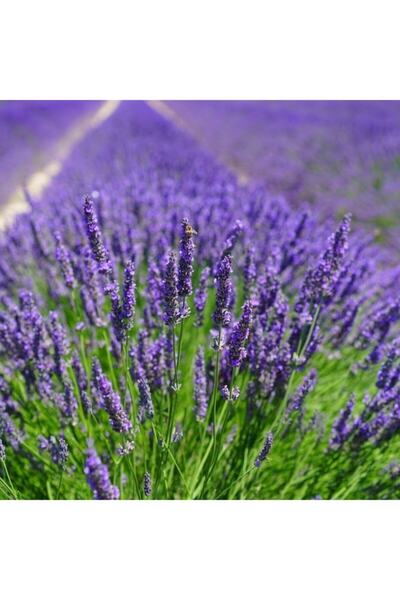 AnamurNaturel Mavi Hidcote Lavanta Tohumu(20 Tohum)