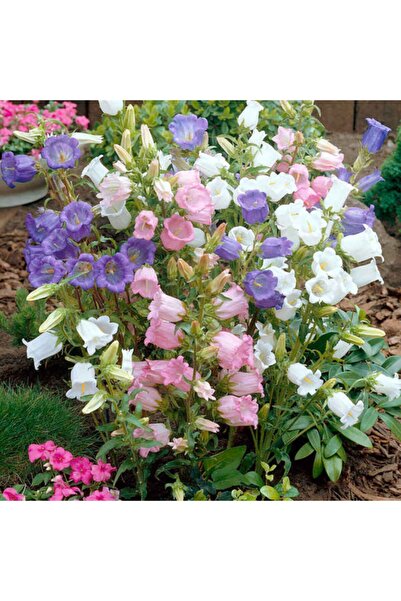 AnamurNaturel Katmerli Campanula Karışık Çan Çiçeği Tohumu (100 Tohum)