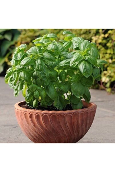 AnamurNaturel Saksılık Çok Geniş Yapraklı Fesleğen Tohumu(250 Tohum)