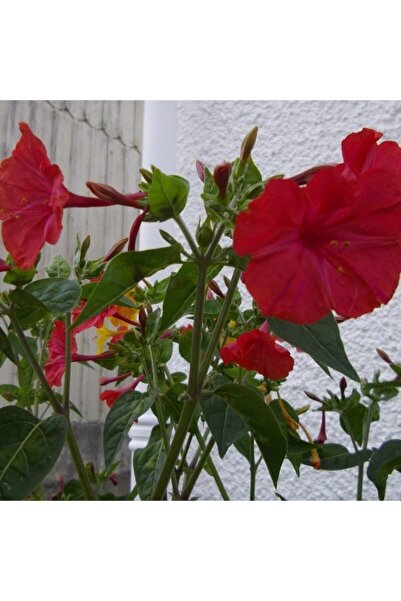 AnamurNaturel Bright Red Akşam Sefası Çiçeği Tohumu(20 Tohum)
