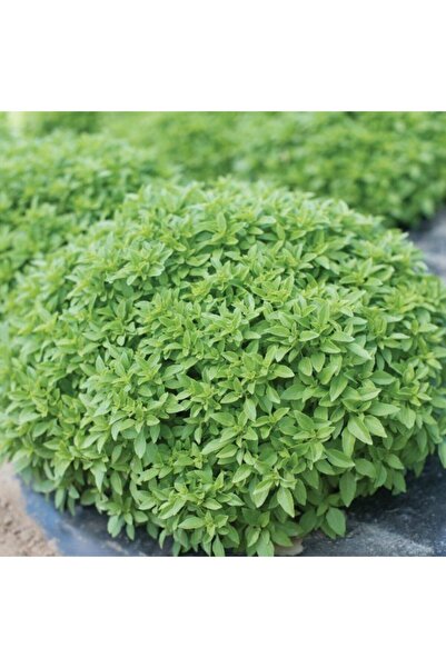 AnamurNaturel Doğal Küçük Yapraklı Saksılık Fesleğen Tohumu (100 Tohum)