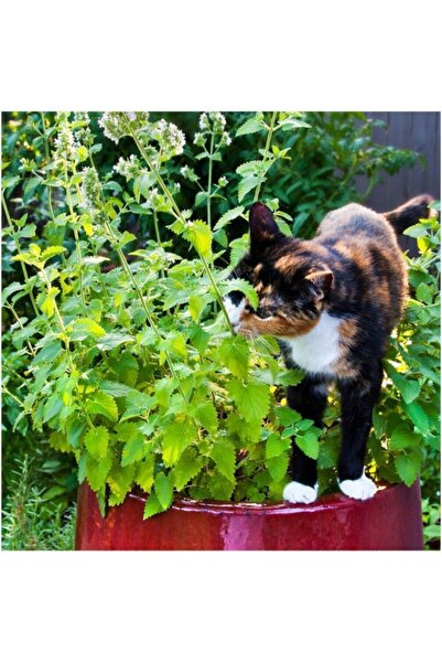 AnamurNaturel Kedi Otu Tohumu (75 Tohum)