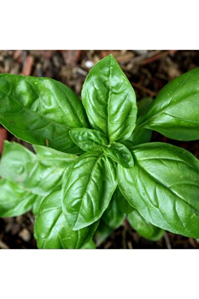 AnamurNaturel Iri Yapraklı Genovese Fesleğen Tohumu (250 Tohum)