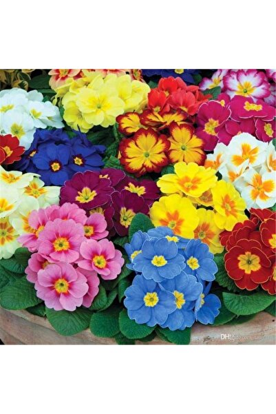 AnamurNaturel Karışık Renkli Onbir Ay Çuha Çiçeği Tohumu (50 Tohum)