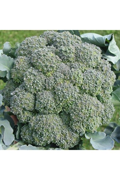 AnamurNaturel Doğal Yeşil Brokoli Fidesi(5 Adet)