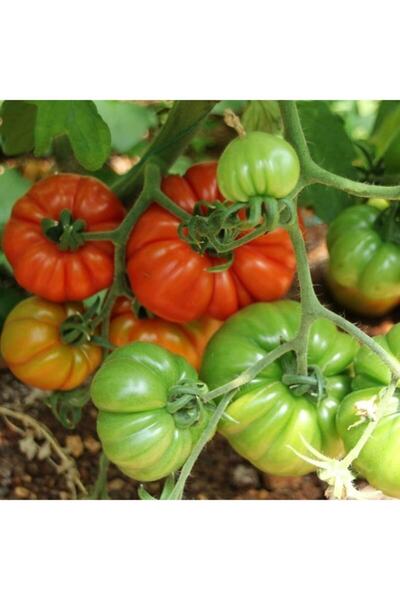 AnamurNaturel Yüksek Verimli Etli Dilimli Kuzey Köy Domates Fidesi(5 Adet)