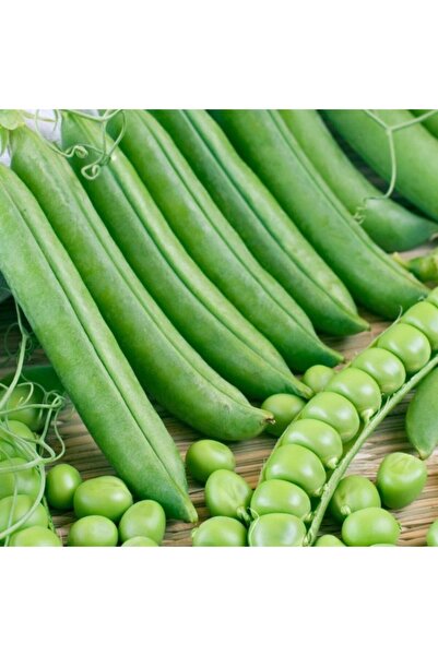 AnamurNaturel Geleneksel Iri Taneli Anadolu Bezelye Fidesi(5 Adet)