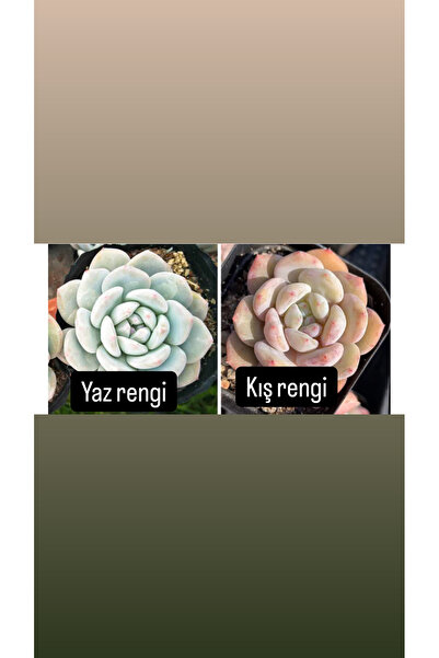 SukuLand Echeveria Orange Monroe kore ithal pudralı özel tür sukulent 5,5cm s...