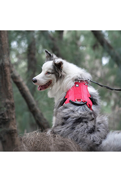 True Love Tactical Kırmızı Köpek Göğüs Tasması