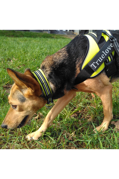 True Love Yumuşak Süngerli, Mesh, Turuncu Boyun Tasması