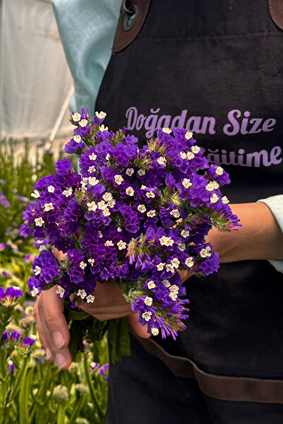 Sea Lavender-LimoniumSiniuatum-1 Bundle