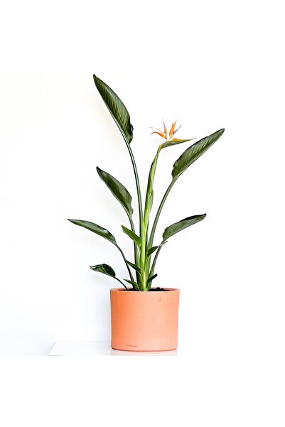 Fidanburada Starliçe Cennet Kuşu (STRELİTZİA REGİNAE) Ruby Terra Cotta Saksılı