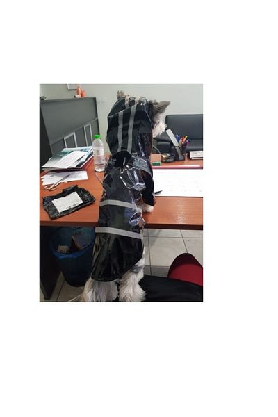 Nonbranded Pelerină de ploaie pentru câini/pisici sau alte animale de companie, reflectorizantă, cu glugă, mărimea M