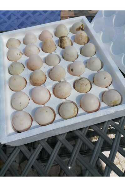 Şengül 30 Adet Kuluçkalık Organik Ördek Yumurtası (ÖZEL KÖPÜK VİYOL ILE GÖNDERİM)