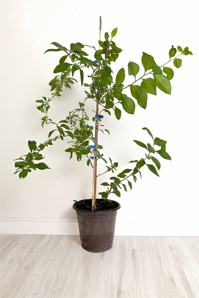 Vasada Goji Berry Fidanı Bigberry Kurt Üzümü Fidanı 70 Cm Üzeri