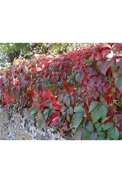 Sarmaşık Amerikan Sarmaşığı Fidanı 60-80 cm