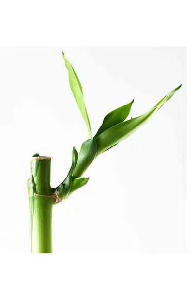 co arma Natural Bamboo Plant, 45 cm