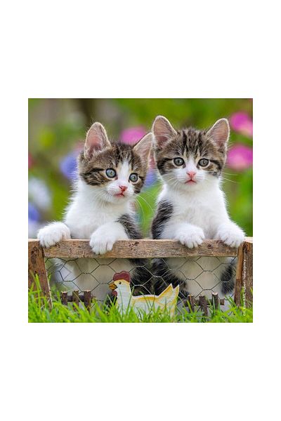 RAVENSBURGER Ravensburger Puzzle - Kittens, 3x49 pieces