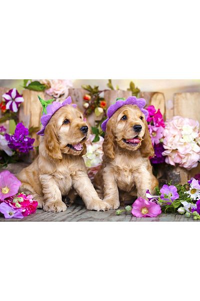 Enjoy Puzzle 1000 piese Enjoy - Spaniel Puppies with Flower Hats