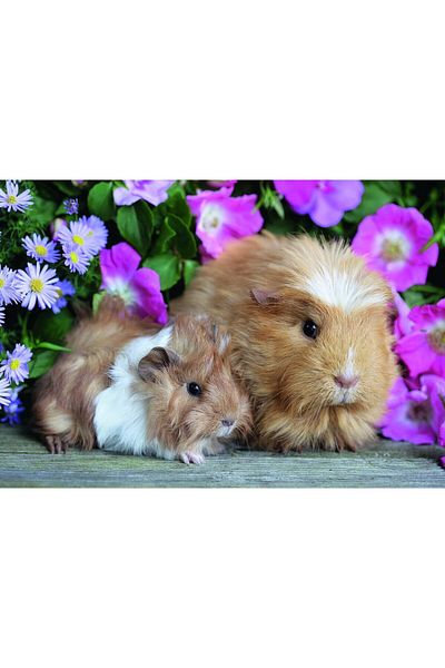 RAVENSBURGER Ravensburger Puzzle - Guinea Pig and Bunny, 2x12 pieces
