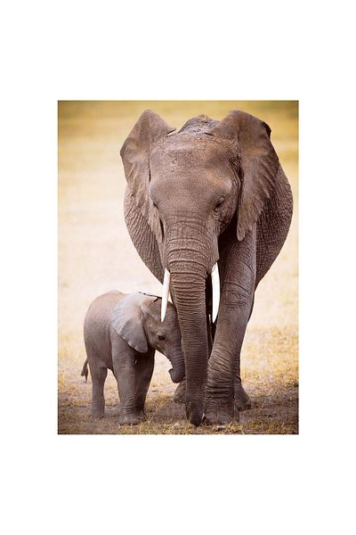 Eurographics Puzzle Eurographics - The Elephant and baby elephant, 1000 pieces